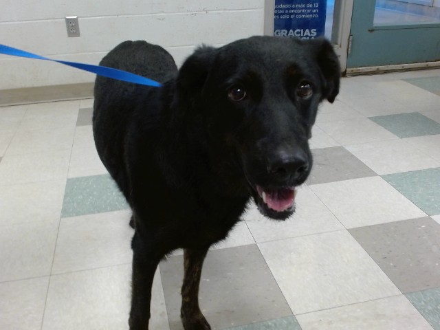 Shelter Stray Female Dog last seen Near BLOCK WOFFORED ROAD, 2811 SE 29th St, Oklahoma City, OK 73129, USA
