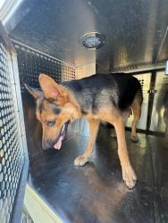 Shelter Stray Female Dog last seen Near BLOCK N MILLER, 2811 SE 29th St, Oklahoma City, OK 73129, USA