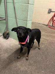 Shelter Stray Female Dog last seen OCCIDENTAL DR & GREAT FALLS WAY, 2127 Front St, Sacramento, CA 95818, USA