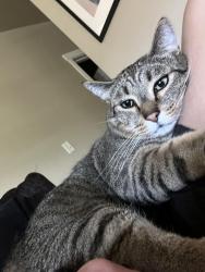 Lost Male Cat last seen Maverick, Boise fire station #13, Boise, ID 83714