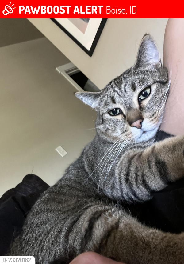 Lost Male Cat last seen Maverick, Boise fire station #13, Boise, ID 83714
