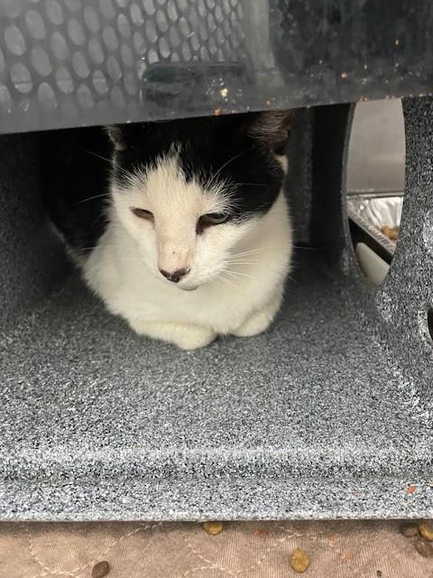 Shelter Stray Unknown Cat last seen GRACE ST, 1601 Airport Rd, Shelby, NC 28150, USA