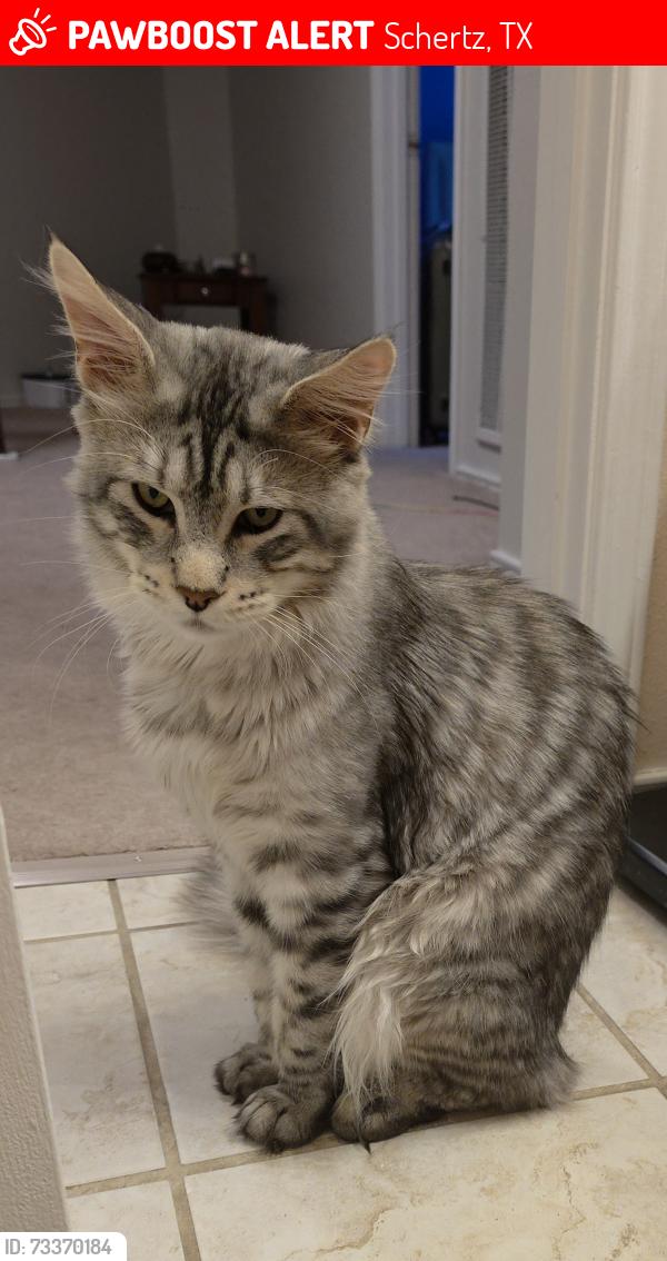 Lost Male Cat last seen Grey, Schertz, TX 78154