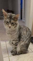 Lost Male Cat last seen Grey, Schertz, TX 78154