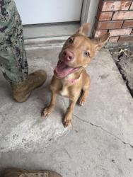 Found/Stray Female Dog last seen Haltom city, Haltom City, TX 76117