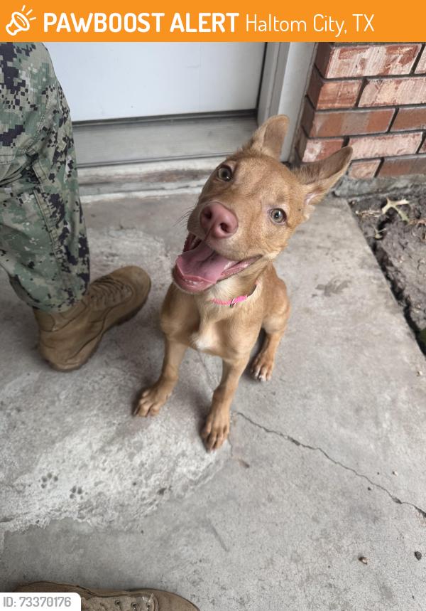 Found/Stray Female Dog last seen Haltom city, Haltom City, TX 76117