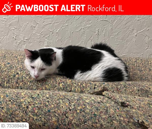 Lost Male Cat last seen Near Crittenden Circle, Rockford IL 61107, Rockford, IL 61107