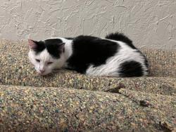 Lost Male Cat last seen Near Crittenden Circle, Rockford IL 61107, Rockford, IL 61107