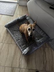 Reunited Female Dog last seen Volkerts&sandia, Port St. Lucie, FL 34983