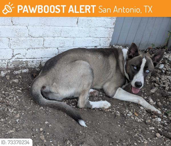 Found/Stray Male Dog last seen Poe Middle School, San Antonio, TX 78210