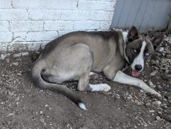 Found/Stray Male Dog last seen Poe Middle School, San Antonio, TX 78210