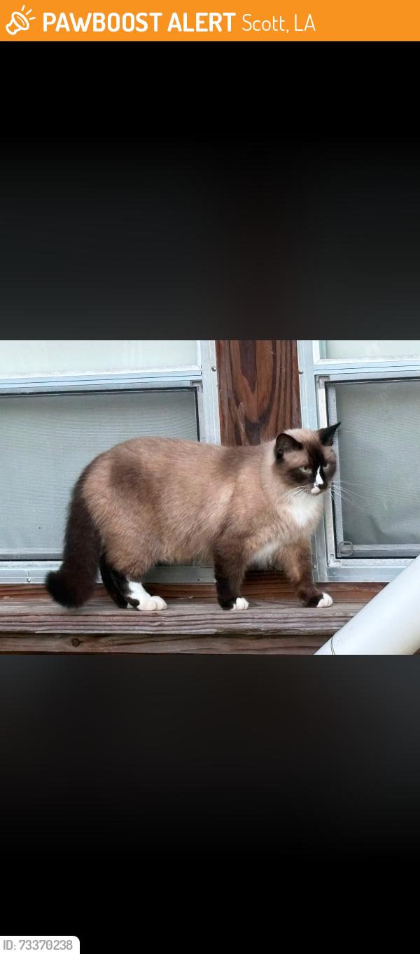 Found/Stray Unknown Cat last seen KOA-Scott, Scott, LA 70583