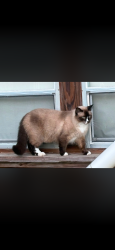 Found/Stray Unknown Cat last seen KOA-Scott, Scott, LA 70583