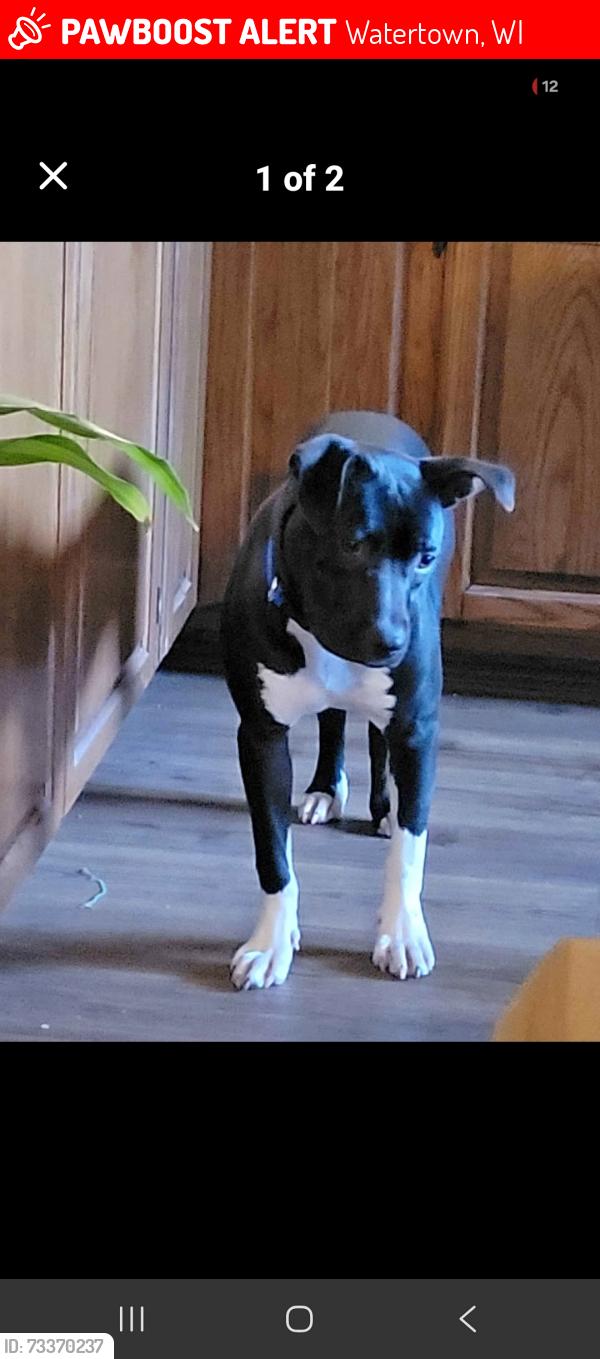 Lost Female Dog last seen Lincoln Park headed towards river, Watertown, WI 53098