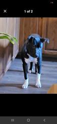 Lost Female Dog last seen Lincoln Park headed towards river, Watertown, WI 53098