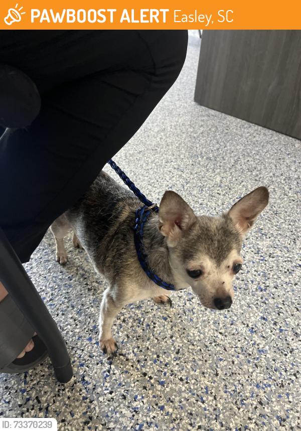 Found/Stray Female Dog last seen Near the speedway tracks, Easley, SC 29640
