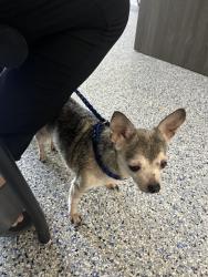 Found/Stray Female Dog last seen Near the speedway tracks, Easley, SC 29640
