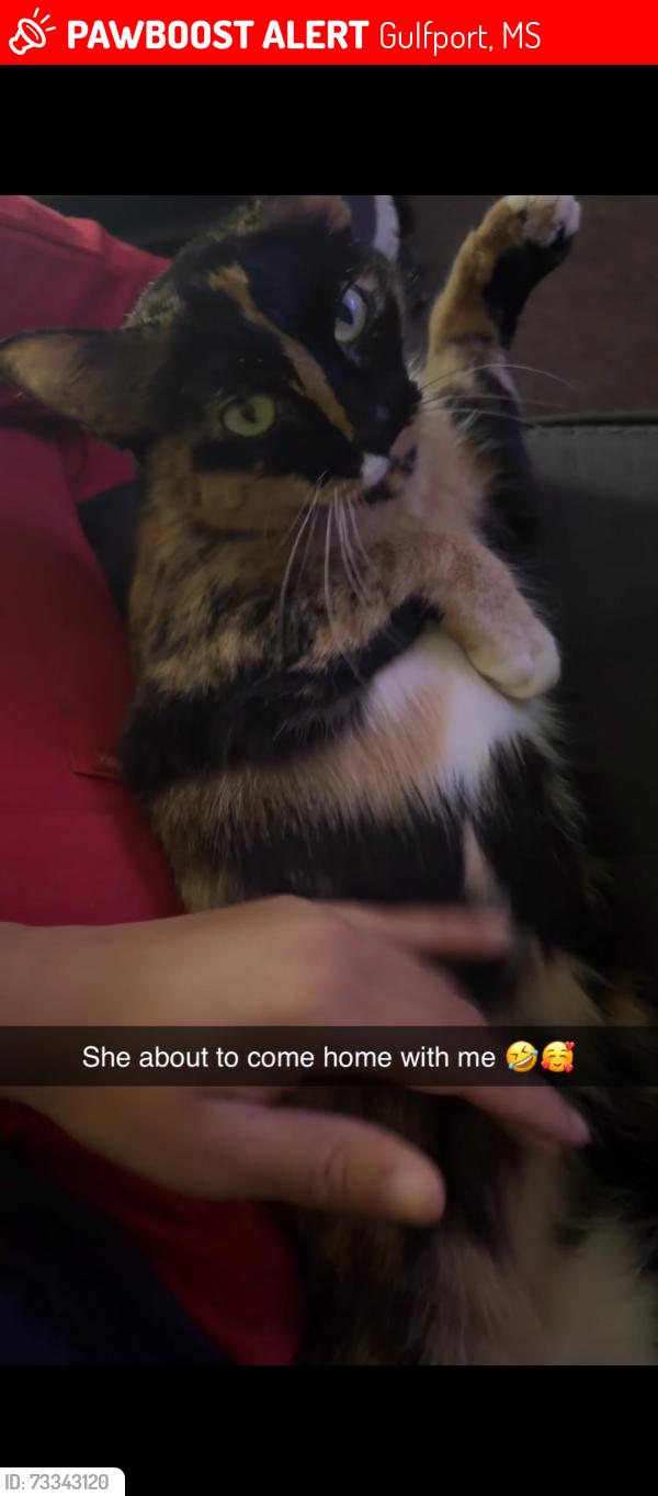 Lost Female Cat last seen Riverchase apmts, Gulfport, MS 39503