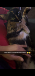 Lost Female Cat last seen Riverchase apmts, Gulfport, MS 39503