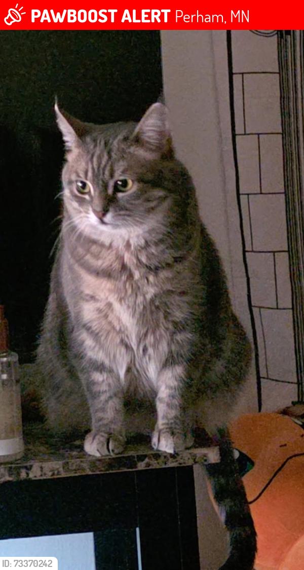 Lost Female Cat last seen Mark’s Home and More, Perham, MN 56573