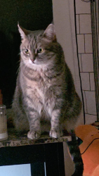 Lost Female Cat last seen Mark’s Home and More, Perham, MN 56573