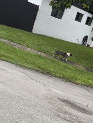 Found/Stray Male Dog last seen 6th pierce, Hollywood, FL 33024