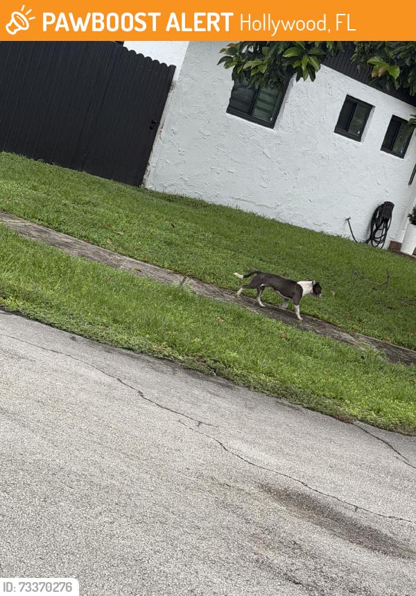Found/Stray Male Dog last seen 6th pierce, Hollywood, FL 33024
