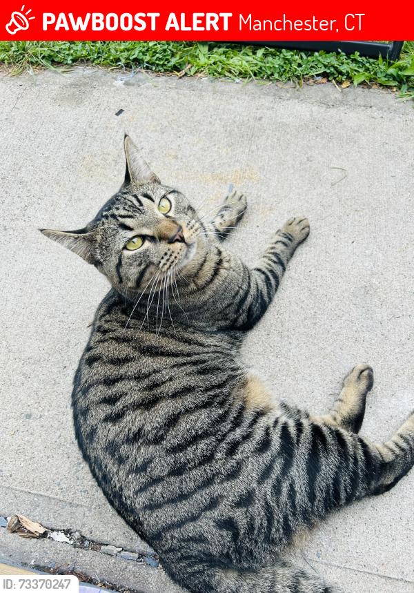 Lost Male Cat last seen cooper and cooper hill, Manchester, CT 06040