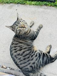 Lost Male Cat last seen cooper and cooper hill, Manchester, CT 06040