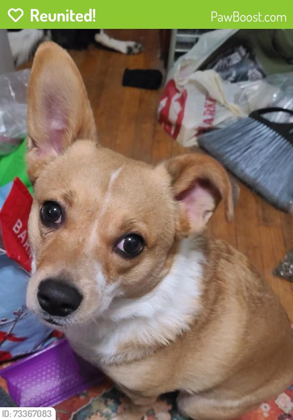 Reunited Female Dog last seen Near Vliet Blvd, Cohoes, NY 12047