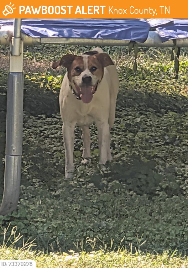 Found/Stray Male Dog last seen Near Sterchi Hills Subdivision and Harvest Grove Subdivisions, Knox County, TN 37918