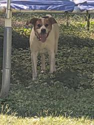 Found/Stray Male Dog last seen Near Sterchi Hills Subdivision and Harvest Grove Subdivisions, Knox County, TN 37918