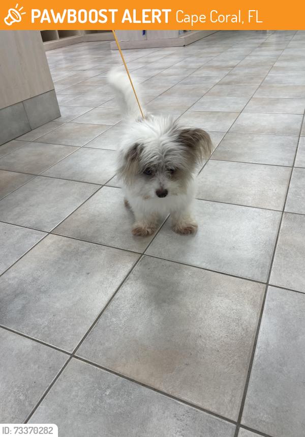 Found/Stray Male Dog last seen Veterans Parkway, Cape Coral, FL 33991