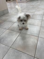 Found/Stray Male Dog last seen Veterans Parkway, Cape Coral, FL 33991