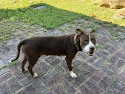 Found/Stray Female Dog last seen Broadway Lake, Anderson, SC 29621