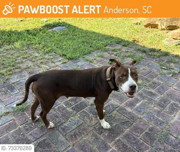 Found/Stray Female Dog last seen Broadway Lake, Anderson, SC 29621