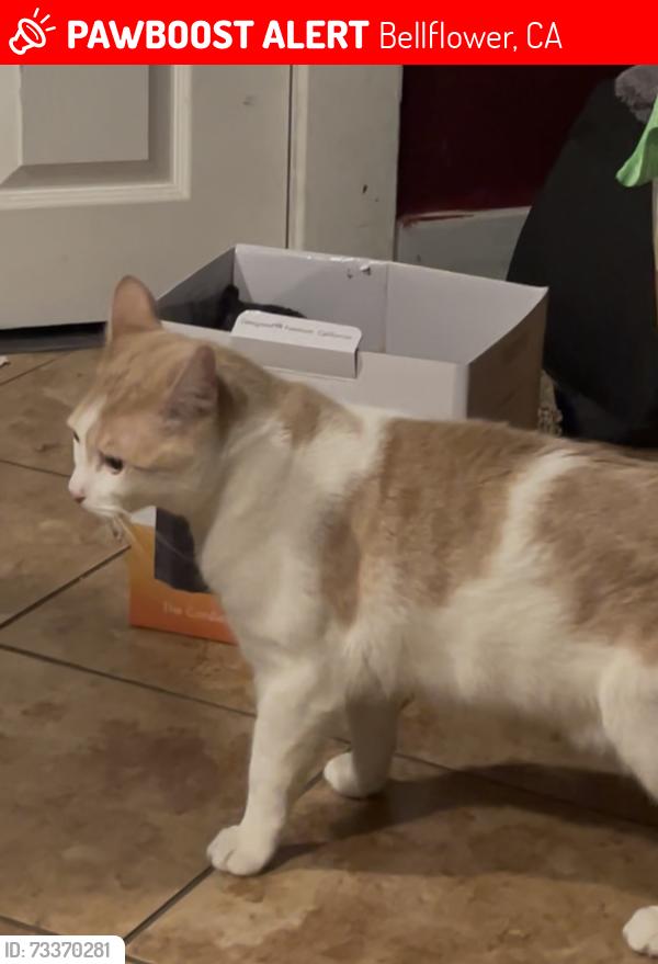 Lost Male Cat last seen Clark and Olive st, Bellflower, CA 90706