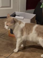 Lost Male Cat last seen Clark and Olive st, Bellflower, CA 90706