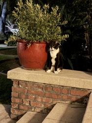 Reunited Unknown Cat last seen Alhambra Road, Alhambra, CA 91030