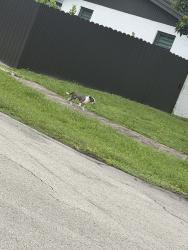 Lost Male Dog last seen 6th st, Hollywood, FL 33024