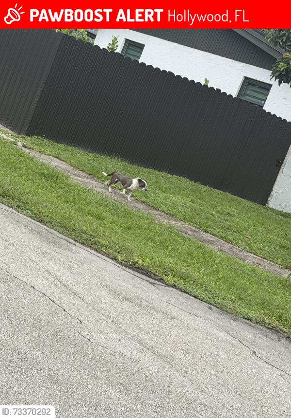 Lost Male Dog last seen 6th st, Hollywood, FL 33024