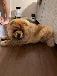 Reunited Male Dog last seen Big Orange Rd., Memphis, TN 38018