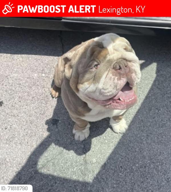 Lost Male Dog last seen McConnell trace, Lexington, KY 40511