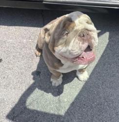Lost Male Dog last seen McConnell trace, Lexington, KY 40511