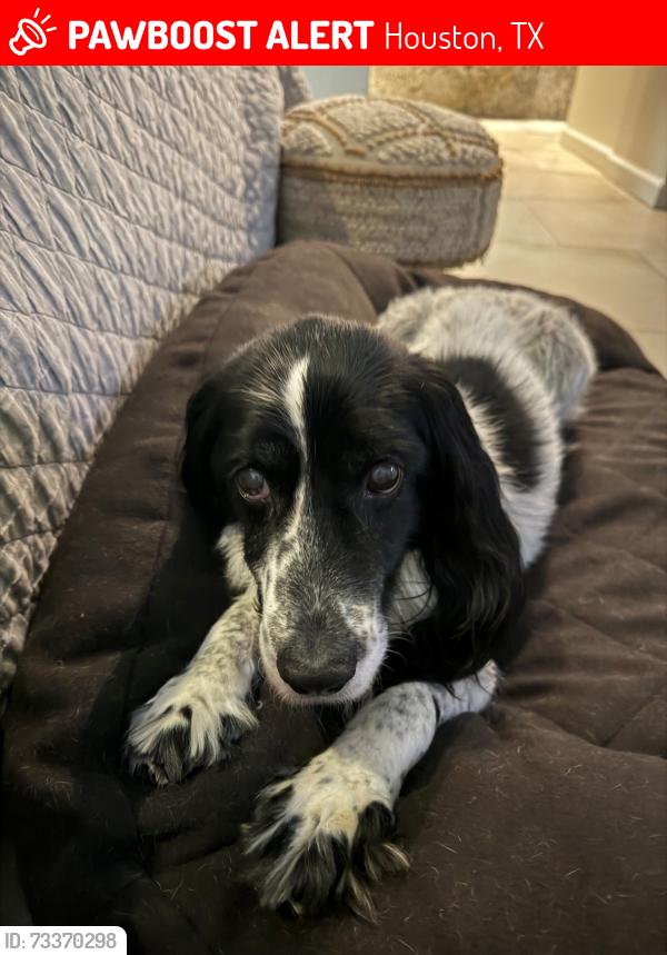 Lost Female Dog last seen Lakeside Forest Lane and Cove Creek Lane, Houston, TX 77042