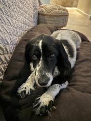 Lost Female Dog last seen Lakeside Forest Lane and Cove Creek Lane, Houston, TX 77042