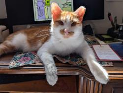 Lost Male Cat last seen Elaine dr south Baldwin, Pittsburgh, PA 15236