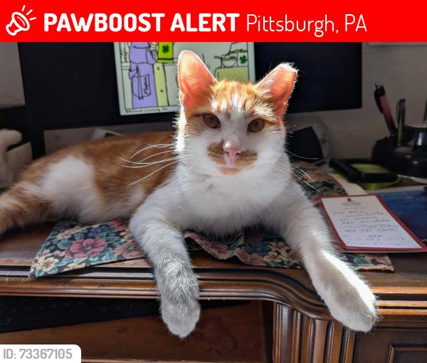 Lost Male Cat last seen Elaine dr south Baldwin, Pittsburgh, PA 15236