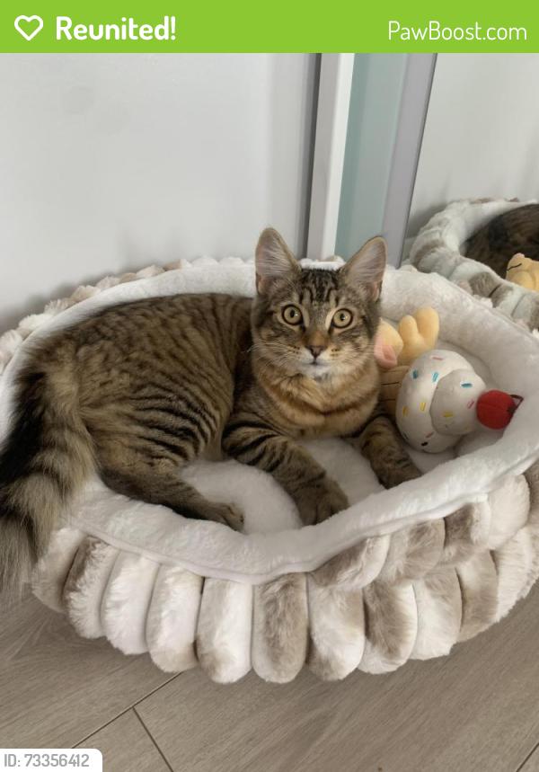 Reunited Male Cat last seen Preston Drive, Bexleyheath, England 