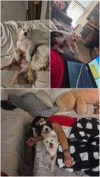 Lost Female Dog last seen Antoine, Gulfbank, Houston, TX 77088